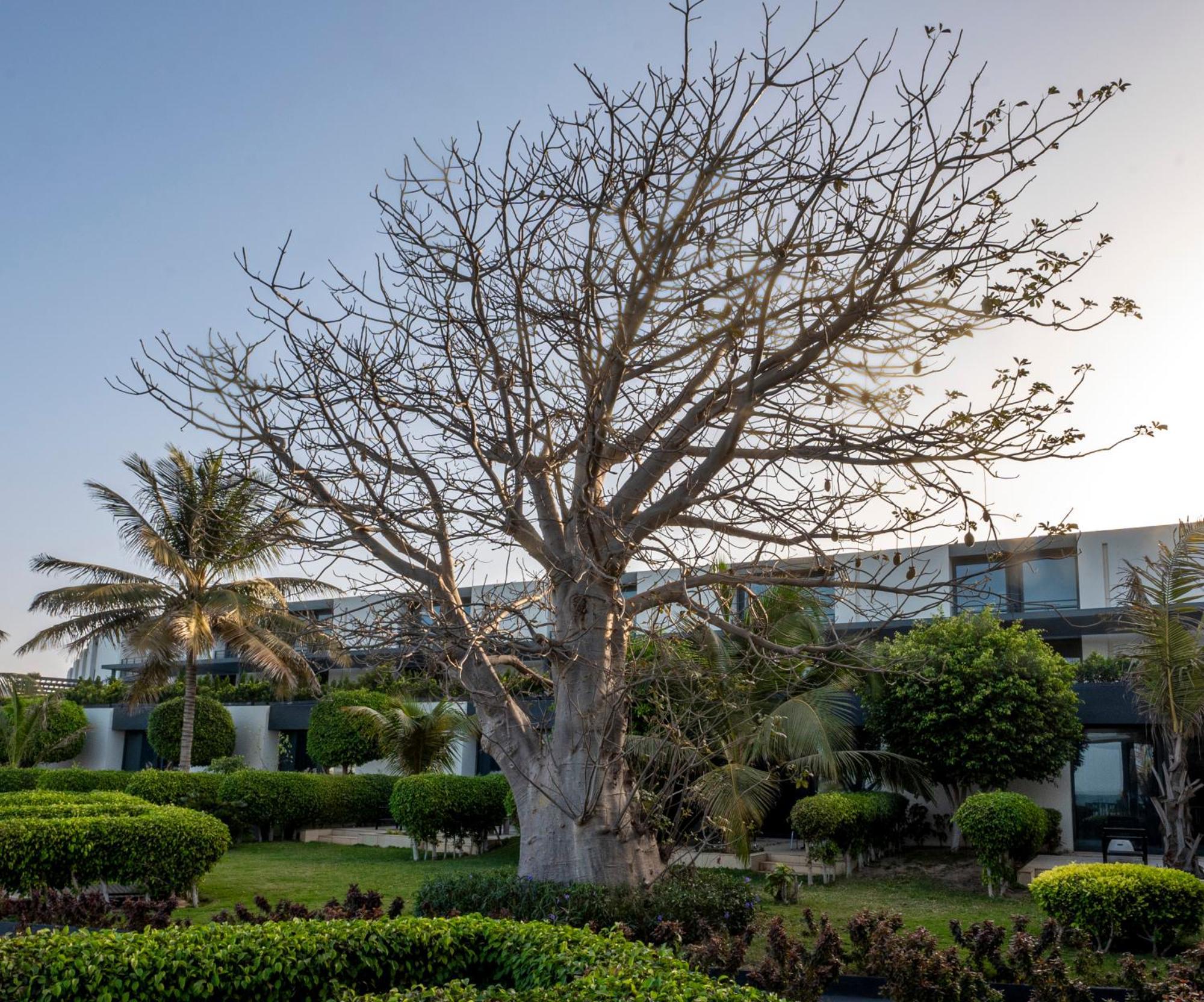 Noom Hotel Dakar Sea Plaza, A Member Of Radisson Individuals Exterior foto A tree in the resort